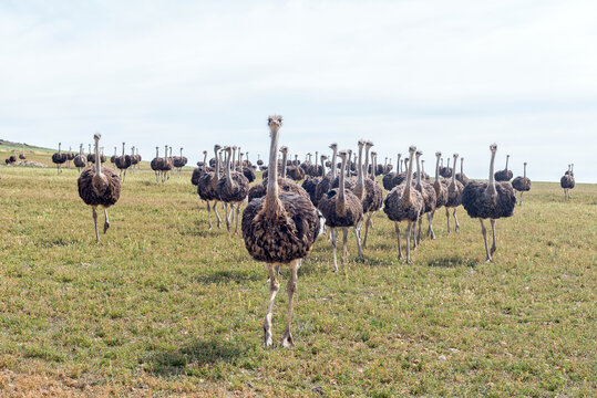 Herd of ostriches running towards the camera