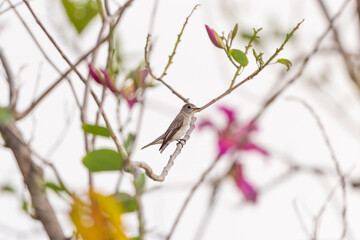 Asian Brown Flycatcher in forest