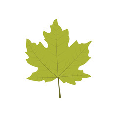 Maple leaf vector art illustration.