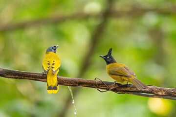 Black Crested Bulbul stand in the rain forest,