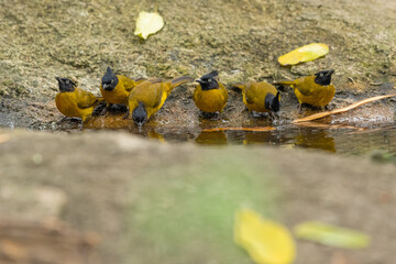 Obraz premium Black Crested Bulbul stand in the rain forest,