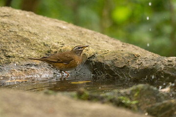 Eyebrowed Thrush bird in the rain forest