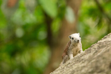 Finlayson's squirrel in the rain forest
