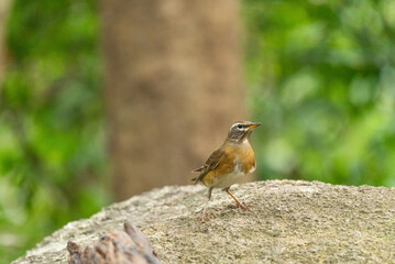 Eyebrowed Thrush bird in the rain forest