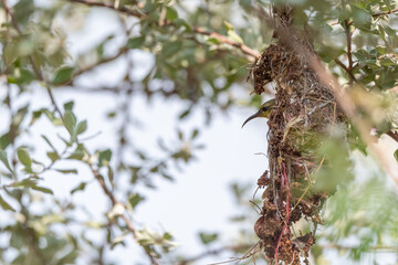 Olive Backed Sunbird on the tree in forest
