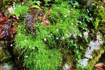 View in a forest just next to the gorges of Pont-du-Diable are gorges crossed by the Dranse de Morzine in the Chablais massif in Haute-Savoie