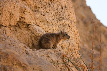 Rock Hyrax or Procavia Capensis in the National Park Ein Gedi, Israel - Powered by Adobe