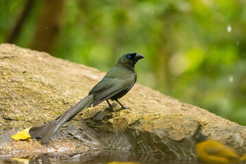 Racquet-tailed Treepie bird in the rain forest
