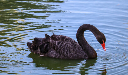 Black Swan is Swimming in the Lake in Winter Time