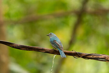 Verditer Flycatcher bird in the rain forest