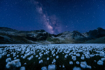 Beautiful Night in the Swiss Alps: White Flowers and Illuminated Mountains in Graubünden, Milkyway and stars in the sky.