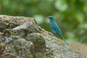 Verditer Flycatcher bird in the rain forest