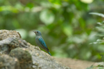 Verditer Flycatcher bird in the rain forest