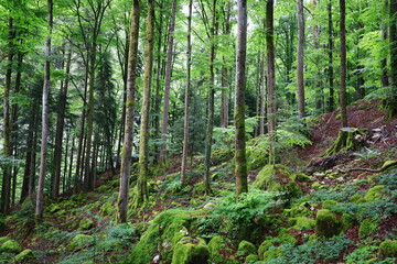 Fototapeta na wymiar View in a forest just next to the gorges of Pont-du-Diable are gorges crossed by the Dranse de Morzine in the Chablais massif in Haute-Savoie