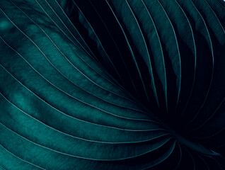 Dark moody aesthetic botanical closeup of stylish tropical leaves background, jungle paradise theme...