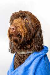 A brown labradoodle washed and groomed with blue towel