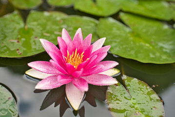 Blüte einer Seerose im Teich