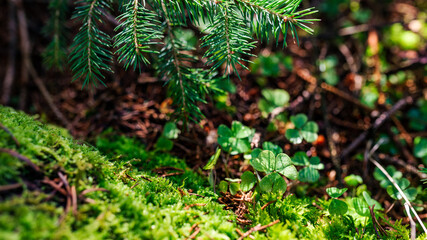 Needles, shamrocks and some moss on a forest floor