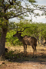 Naklejka na ściany i meble Etosha National Park Wildlife, Namibia