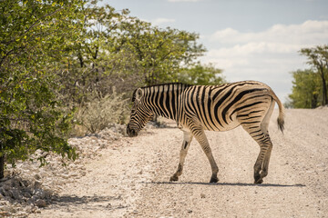 Obraz na płótnie Canvas Etosha National Park Wildlife, Namibia