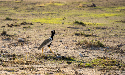 Etosha National Park Wildlife, Namibia