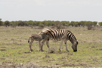 Obraz na płótnie Canvas Etosha National Park Wildlife, Namibia