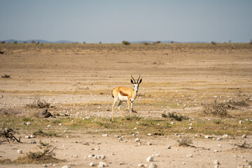 Etosha National Park Wildlife, Namibia