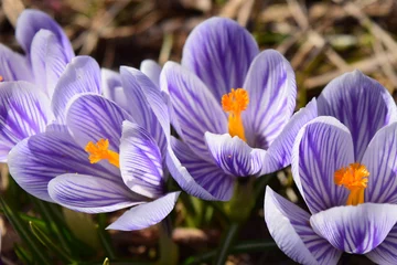 Fotobehang Krokus Purple and white striped pickwick crocus flower close up. Beautiful floral background.  © olgdesigner