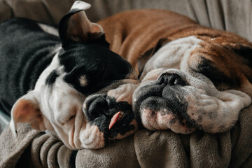 sleeping English bulldogs