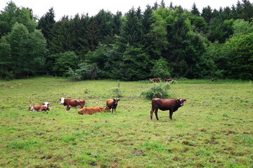 Naklejka na ściany i meble View on animals in a valley of the department of Haute-Savoie