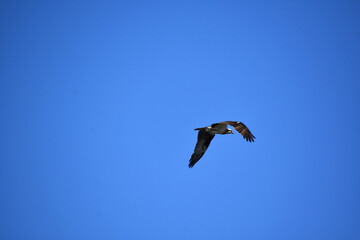 Osprey Flapping His Wings in Flight in Blue Skies