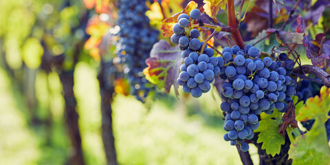Close-up of a blue grape hanging in a vineyard, wide shot - 562140702