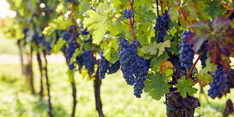 Ripe grapes hanging in the vineyard, wide shot