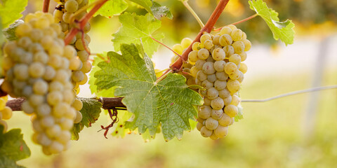 Close-up of a yellow grape hanging in a vineyard, wide shot