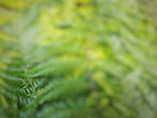defocused abstract background of green leaves