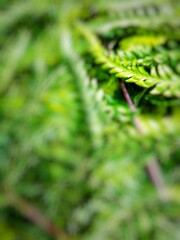 defocused abstract background of green leaves