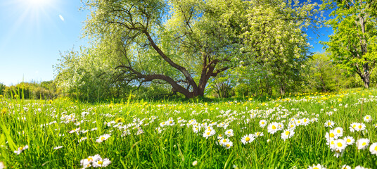 Beautiful landscape of the natural park with field of chamomiles in spring.