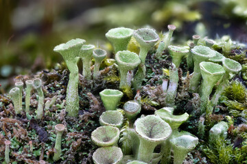 Close up of the trumpet lichen Cladonia fimbriata between stone flowers on a rock - obrazy, fototapety, plakaty