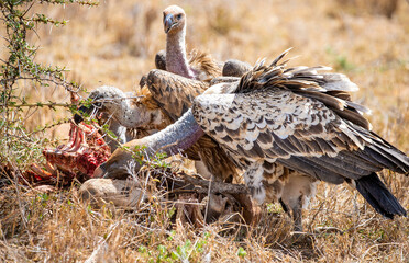 Ruppel's Griffon Vultures and African White-Backed Vultures  Feeding on a Dead Impala. 