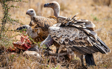 Ruppel's Griffon Vultures and African White-Backed Vultures  Feeding on a Dead Impala. 