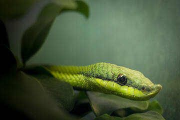 A green racer snake hiding in a tree