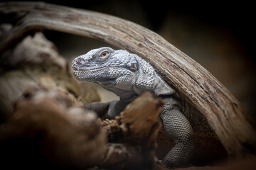 A lizard hiding under a branch