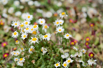 field of daisies