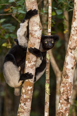 Indri - Indri indri, rain forest Madagascar east coast, Cute primate, Madagascar endemite. The largest lemur.