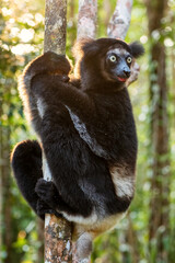 Indri - Indri indri, rain forest Madagascar east coast, Cute primate, Madagascar endemite. The largest lemur.