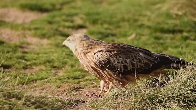 Red kite eating prey on grassy meadow