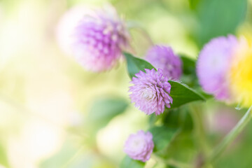 Nature of flower in garden using as background natural flora cover page or banner template brochure landing page design