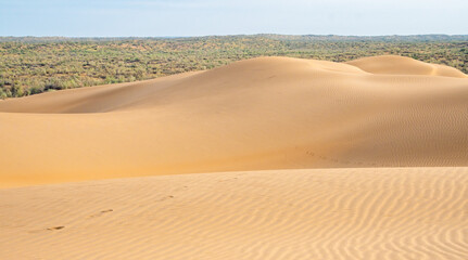 Fototapeta na wymiar Sand dunes in the Kyzylkum desert Kazakhstan