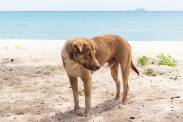 Brown Stray dog stand on the beach