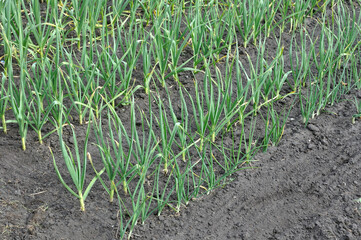 organically cultivated garlic and onion plantation in the vegetable garden